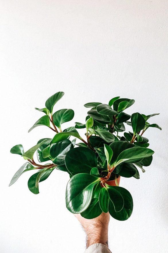 Peperomia Obtusifolia