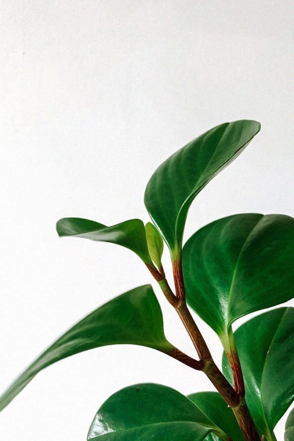 Peperomia Obtusifolia