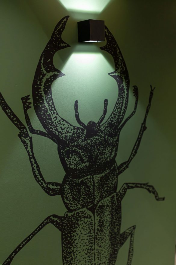 Detalj slike tvrdokrilca latinskog naziva Lucanus cervus; Foto: Karina Nurullova